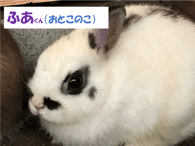ふあくん（おとこのこ）