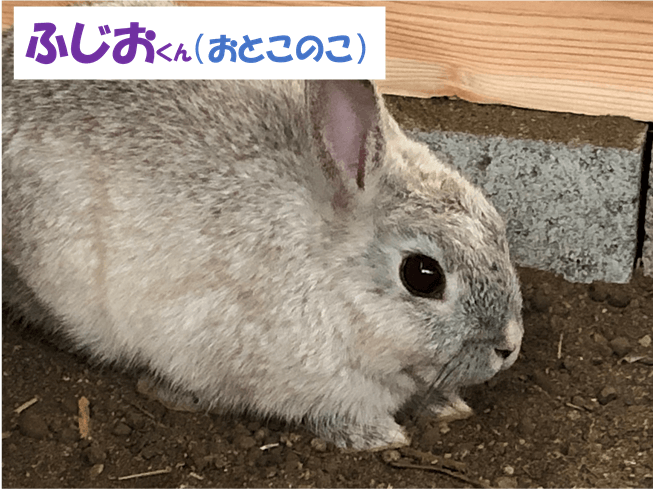 ふじおくん（おとこのこ）