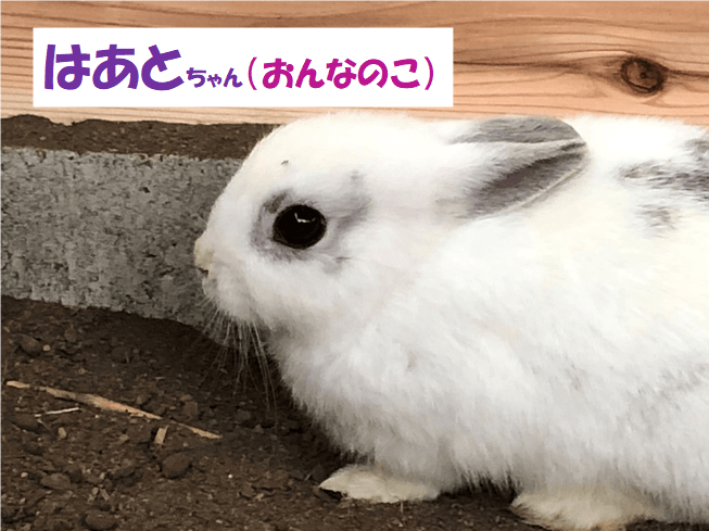 はあとちゃん（おんなのこ）