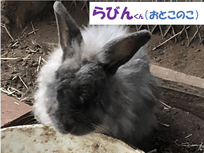 らびんくん（おとこのこ）
