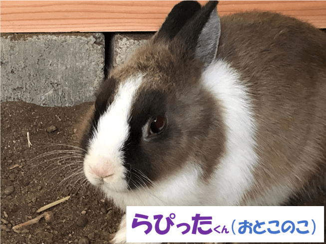 らぴったくん（おとこのこ）